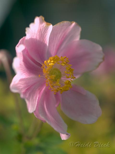 Margarete3.jpg - Anemone hybr Margarete