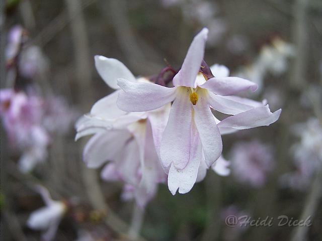 Abelliophyllum_districhum_Nakai_forma_roseum.JPG - Abelliophyllum distichum Nakai forma roseum