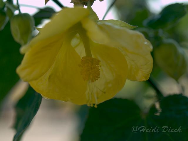 Abutilongelb5.jpg - Abutilon