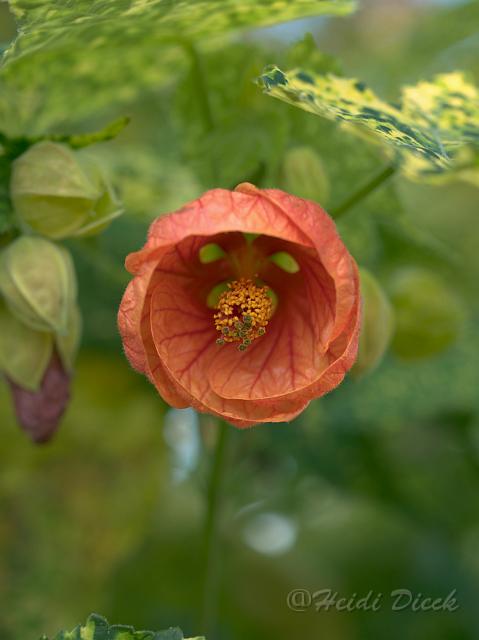 Abutilonrot5.jpg - Abutilon