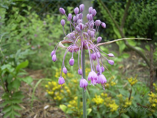 Allium_pulchellum.JPG - Allium pulchellum