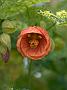 Abutilonrot5