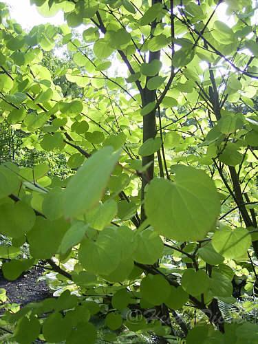 Cercidiphyllum_japblatt1.jpg