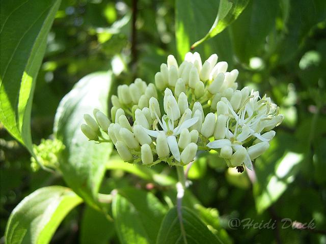 Cornus_racemosaBluete.JPG - Unicode