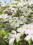Cornus