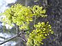 Cornus_officinalis_bluete