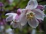 Deutzia_rosea_Carmina3