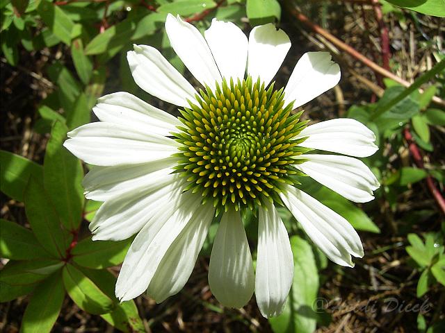 Echinacea_purpurea_Alba1.JPG - Unicode
