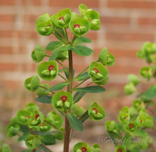 Euphorbia_martiniiBluete.jpg