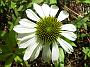 Echinacea_purpurea_Alba1