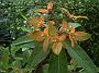 Euphorbia_griffithii_Fireglow