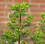 Euphorbia_martiniiBluete