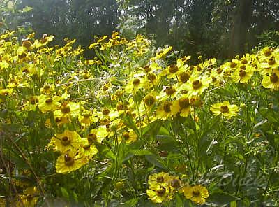 Helenium_hybr_kanaria.jpg