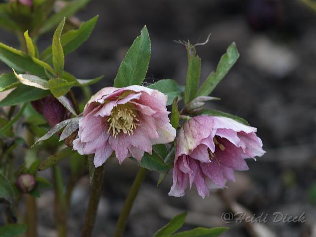 Helleborus2.JPG