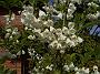 Halesia_tetraptera