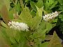 Itea_virginica_merlot