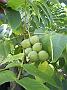 Juglans_ailantifolia_frucht