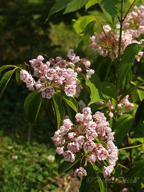 Kalmia.jpg