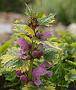 Lamium_mac_Anne_GreenawayBluete