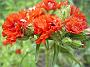 Lychnis_chalcedonica_Plena2