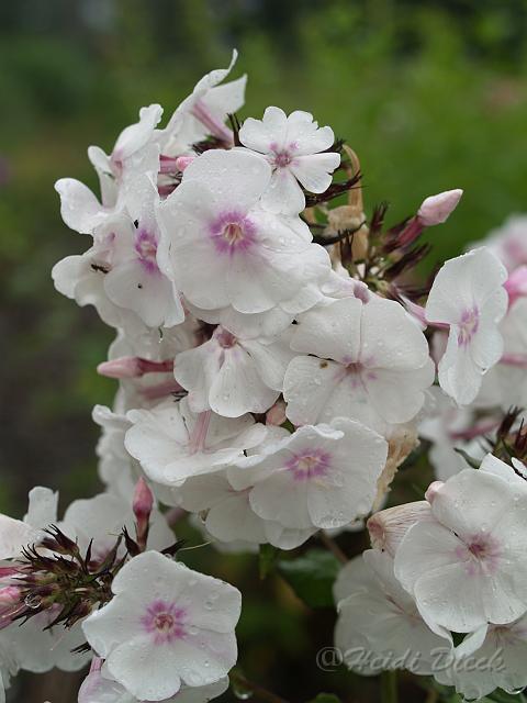 Phlox_Alabaster.JPG