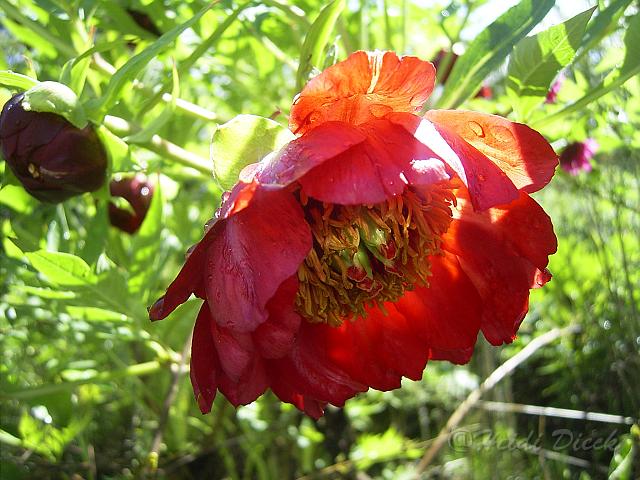 Paeonia_delavayi1.JPG - Unicode