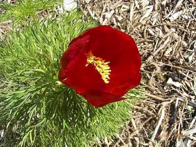 Paeonia_tenuifolia.JPG - Unicode