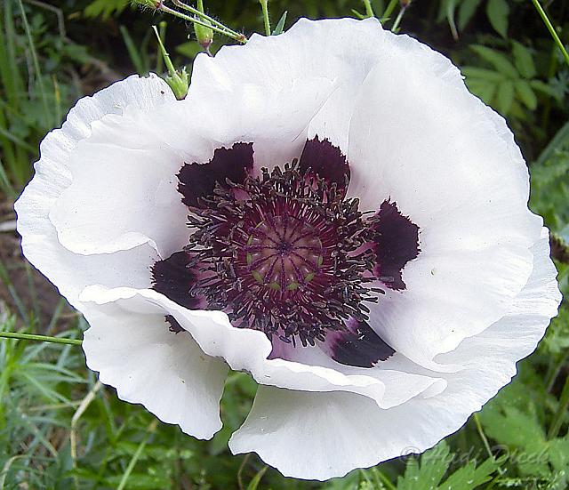 Papaver_orientale_PerrysWhite1.jpg