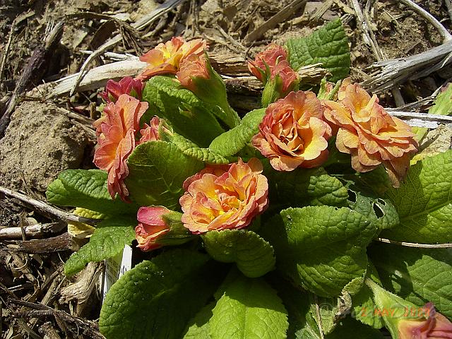 Primula_vulgaris1.JPG - Unicode