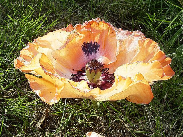papaver.jpg