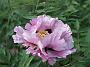 Paeonia1