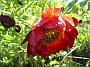 Paeonia_delavayi1