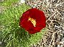 Paeonia_tenuifolia