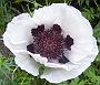 Papaver_orientale_PerrysWhite1