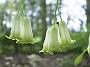 Polygonatum_biflorum_GiganteumBluete