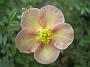 Potentilla_fruticosa_Dadone1