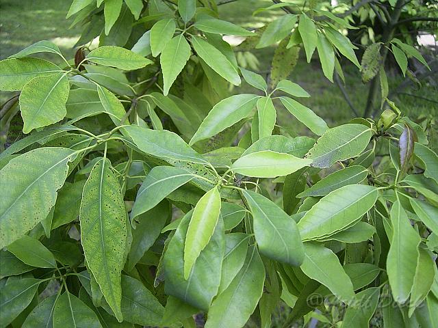 Quercus_myrsinifolia_blatt.JPG - Unicode