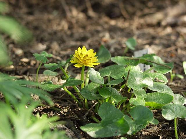 Ranunculus_ficaria_Flore_Pleno.jpg