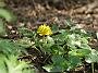 Ranunculus_ficaria_Flore_Pleno