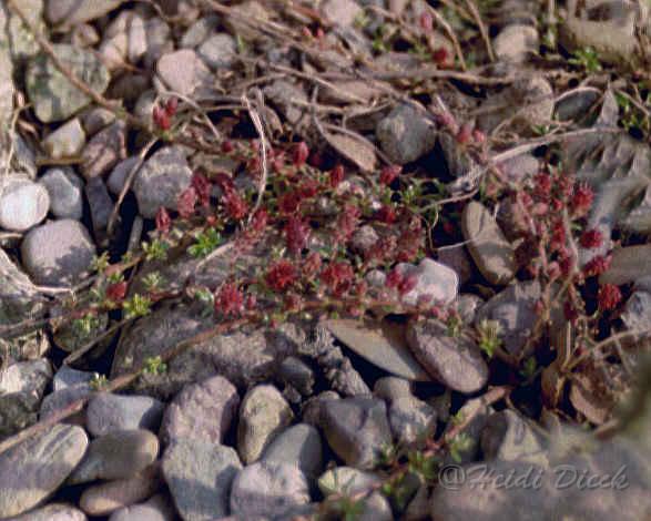 Salix_lindleyana.jpg