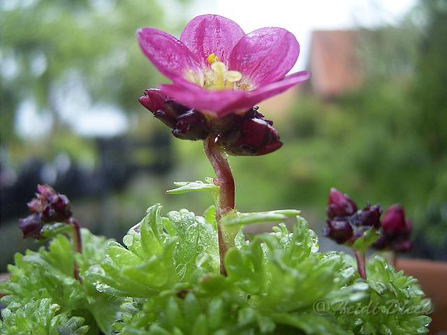 Saxifraga_Arendsii-Hybr_Rosenzwerg.JPG - Unicode