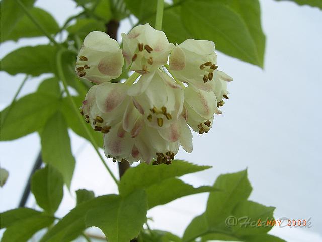 Staphylea_pinnata.JPG - Unicode