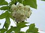Staphylea_pinnata