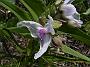 Tradescantia_andersoniana_DornainedeCoursone