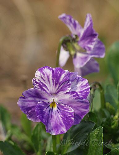 Viola_cornuta_Columbine1.jpg
