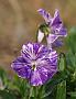 Viola_cornuta_Columbine1